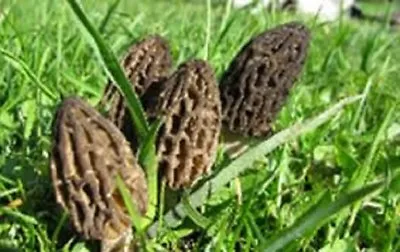 Black Morel Mushroom Morchella Conica Seeds Spores + Printed Instruction • $9.90