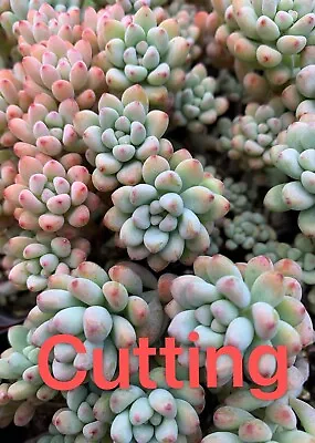 Succulent CUTTING - Graptopetalum Microcalyx • $3