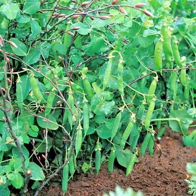 Vegetable Pea Meteor Appx 300 Seeds Dwarf First Early • £1.59