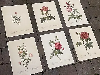 £75 • Buy Set 6 20th Century Pierre Joseph Redoute Rose Flower Botanical Colour Prints