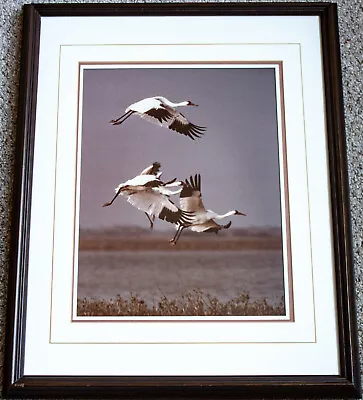 1982 Thomas D. Mangelsen 3 Herron Bird Signed Autograph Photo #'d /500 Framed • $139.99