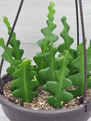 Fishbone Cactus Epiphyllum Anguliger Ric Rac Cactus Zig Zag Cactus In 6  Pot • $33.99