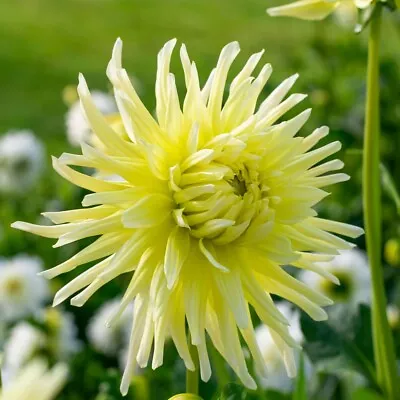 1 X Dahlia Bulb 'Cactus Yellow Star'. Spring Planting Bulbs. Summer Flowers. • £9.95