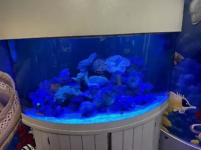 92 Gallon Glass Corner Fish Tank - Full Aquarium - Setup -  • $600