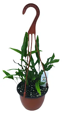 FlowerPotNursery Hawaiian Lauae Fern Kangaroo Microsorum Grossum Lauae 6  Basket • $15.99