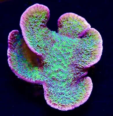 M.o.c. Pink Rim/purple Polyped Montipora Frag-sps/ Frag/coral/marine • £20.99