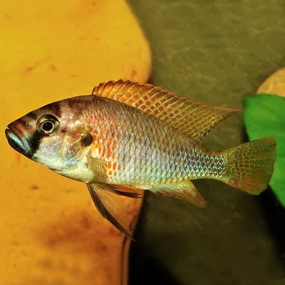 Burton’s Mouthbreeder | Astatotilapia Burtoni | Lake Tanganyika Cichlid • £10.12