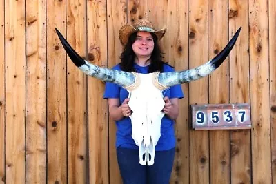 Real Steer Skull Art!! Polished Long Horns Mounted 3' 4  Cow Bull Longhorn H9537 • $23.50