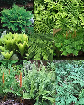 PICK YOUR FERN - #1 Rhizome - Choose From (8) Different Varieties SHADE PLANTS • $13