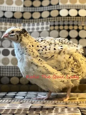 36 Jumbo Coturnix Quail Hatching Eggs Mix: Pearl Italian Texas A&M XXL White.. • $36