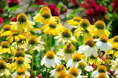 Coneflower Echinacea 'Mellow Yellows' 10 Seeds -New Breed All Shades Of Yellow • £2.59