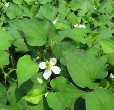 20 Fish Mint Houttuynia Cordata Chameleon Diếp Cá Antiviral Live Plant Rhizome • $4.99