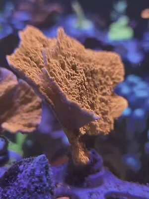 Red Plating Montipora Frag Live Coral Wysiwyg • $20