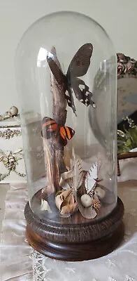 Vintage Real Butterfly Glass Dome Display Beautiful Taxidermy Butterflies Nature • $29.99