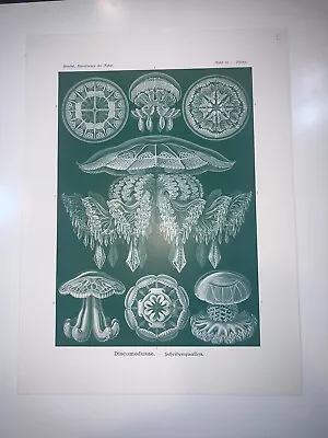 1904 Original Lithograph Discomedusae Sea Marine Echinoderms By Haeckel #88 • $95