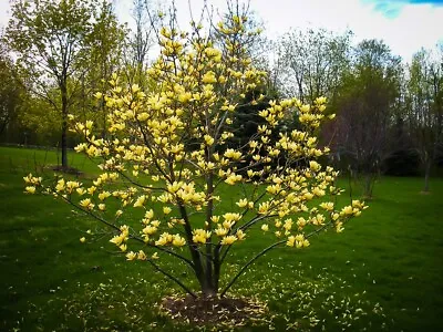 BUTTERFLIES~Magnolia Hybrid Tree~Vivid Yellow Fragrant Blooms! 20-28  Tall~1 Gal • $75.99