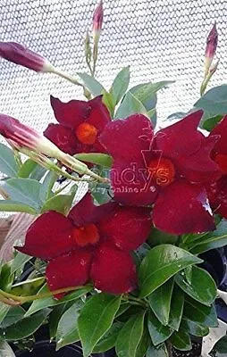 Mandevilla Tropical Plant Garden Crimson Red Flower 4 Inch Pot • $10.99