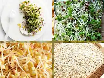 £2.89 • Buy ✅Buy 2 GET 2 Free ✅GOURMET MIX3 ORGANIC SEEDS SPROUTING SHOOTS MICROGREENS 15g
