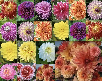 25pc DAHLIA SEEDS Garden Plant Flower Bloom Rare Exotic USA Seller FREE Shipping • $7.75