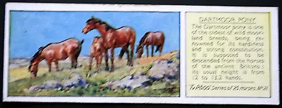 DARTMOOR PONY  Vintage 1935 Illustrated Card  XC17M • £4.99