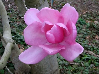 Magnolia Campbellii | Pink Tulip | Campbells & Himalayan Magnolia Tree | 5_Seeds • $11.95