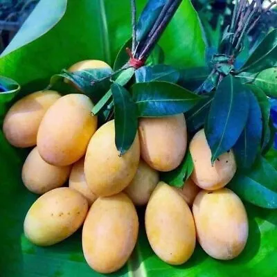 Mango Gandaria (manglifera) Live Tropical Fruit Tree 12”-24” • $26.59