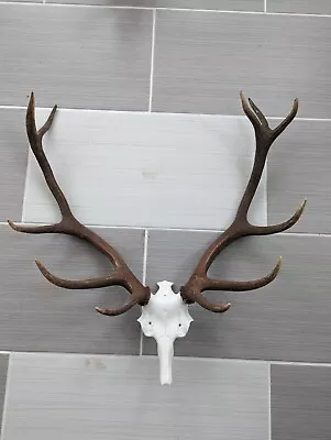 Red Deer Stag Antler Mount Elk Deer Taxidermy • $80