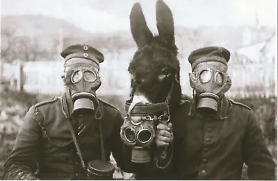 WW I  German   Photo   **  ** Mule And Soldier In Gas Mask • $3.99