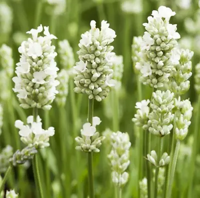 Lavender White Edelweiss  - Aromatic Flowering Plant 9cm Pots • £8.50