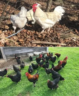 10 ++ French Standard Black Copper Marans And Splash Marans Hatching Eggs • $35