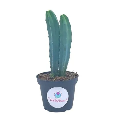 Blue Myrtle-Cactus Myrtillocactus Geometrizans Blue Candle Stick Cactus In 4  • $29.99