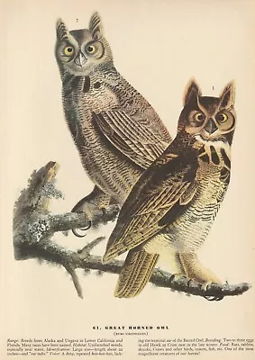 1942 Audubon Art Print 61 Great Horned Owl. Vintage Bird Illustration • $9.49