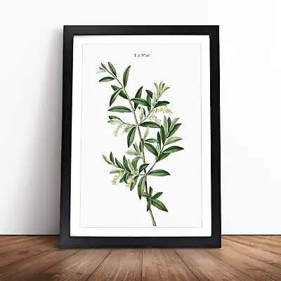£12.95 • Buy Green Olive Tree Flowers Pierre-Joseph Redoute Framed Wall Art Print Canvas