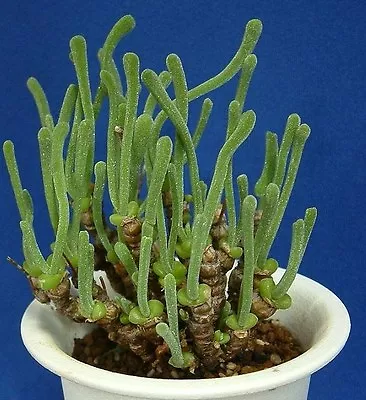 Monilaria Pisiformis Exotic Mesemb Rare Succulent String Of Pears Seed 100 SEEDS • $16.99