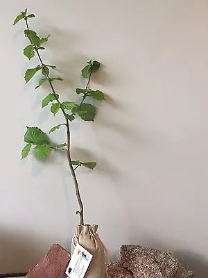 £52.55 • Buy 3 Truffle Trees(Hazel Tree Inoculated With The Black Summer Or Burgundy Truffle)