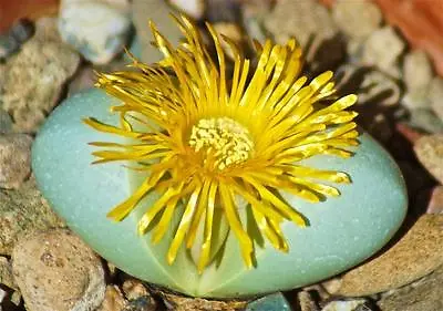 ARGYRODERMA CONGREGATUM Rare Mesemb Exotic Succulent Cactus Seed Stones 50 SEEDS • $9.99