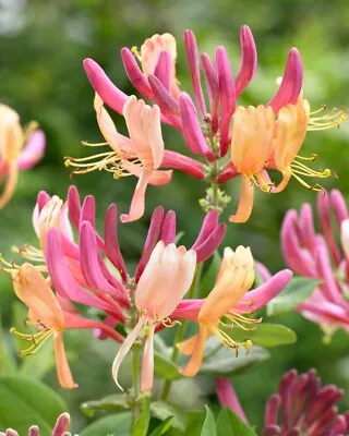 Lonicera American Beauty (Honeysuckle) - 1 X 9cm Potted Plant • £7.49