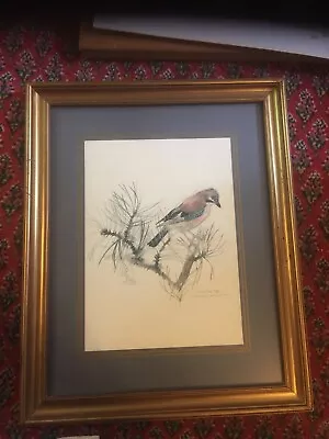 £20 • Buy Vintage Professionally Framed Mads Stage Signed Bird StudyPrint 37cm X 47cm