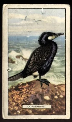 Tobacco Card Gallaher BRITISH BIRDS 1937 Cormorant #6 • £2