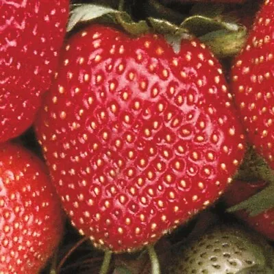 Sparkle Junebearing Strawberry Plants-(Lot Of 25 Bareroot Plants) • $27.98