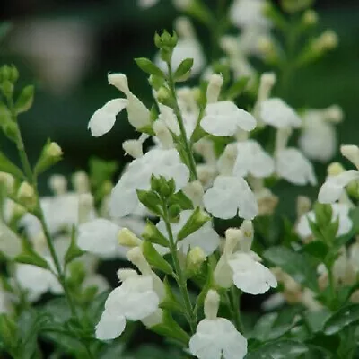 3x Salvia Glacier Perennial Plant Plugs Ornamental Sage Pure White Flowers • £9.99