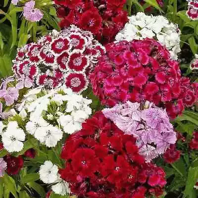 Sweet William Flower Seeds Traditional Cottage Garden Plant • £1.99