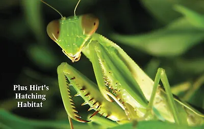 Praying Mantis 5 Egg Cases 500 - 2000 Babies + Hirt's Hatching Habitat • $29.99