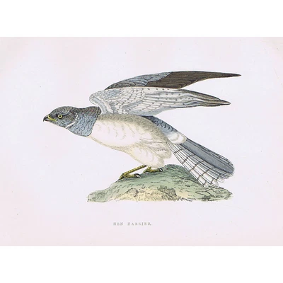 £9.99 • Buy BIRDS Hen Harrier - Hand Coloured Antique Print 1891 By Rev FO Morris