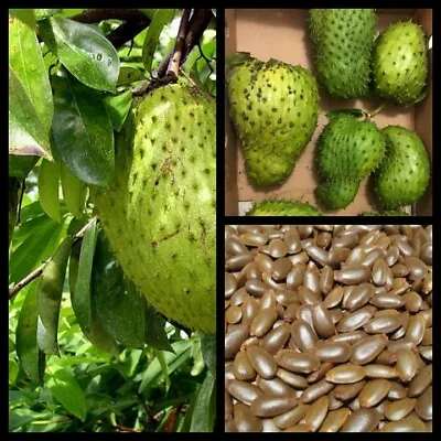 $13.41 • Buy Soursop Seeds Guanabana Annona Muricata Natural Organic Seeds Graviola Ceylon