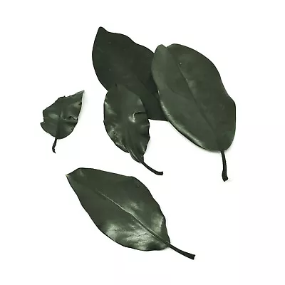 Naturally Preserved Magnolia Leaves Green 5-Piece • $8