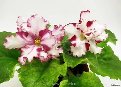 £5 • Buy African Violet LEAVES-AE,Alen,AN,AV,DeO,Dn,DS,Dzhus,EK