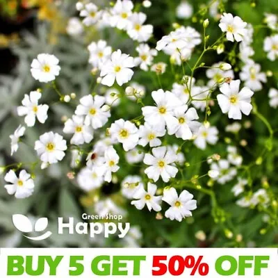 BABY'S BREATH WHITE - COVENT GARDEN MARKET - 3500 SEEDS - Gypsophila Elegans • £1.99