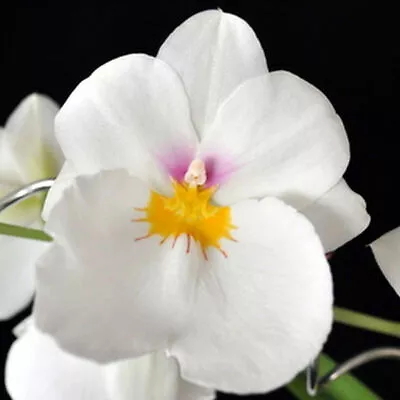 Miltoniopsis Rene Komoda 'Pacific Clouds' Live Orchid Plant 3  Pot 1B26 • $17