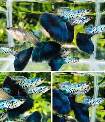 1  PAIR - Live Aquarium Guppy Fish High Quality -  GALAXY BLUE TAIL • $26.36